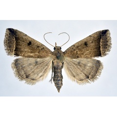 /filer/webapps/moths/media/images/P/perarcuata_Progonia_A_NHMO.jpg