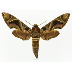/filer/webapps/moths/media/images/K/kitchingi_Daphnis_AF_Basquina.jpg
