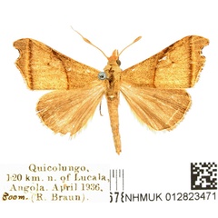 /filer/webapps/moths/media/images/I/incurvata_Paralephana_AM_BMNH.jpg