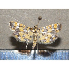 /filer/webapps/moths/media/images/T/tricoloralis_Eurrhyparodes_A_Goff_03.jpg