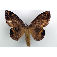 /filer/webapps/moths/media/images/B/bosei_Closterothrix_AF_Basquin_02.jpg