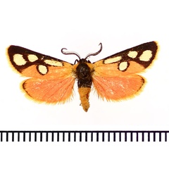 /filer/webapps/moths/media/images/C/cloeckneria_Caffricola_AM_BMNH.jpg