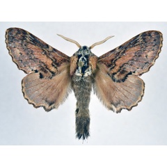 /filer/webapps/moths/media/images/L/lobata_Epicnapteroides_AM_NHMO_02.jpg