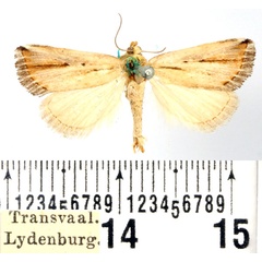 /filer/webapps/moths/media/images/F/foedosa_Eublemma_AM_BMNH.jpg