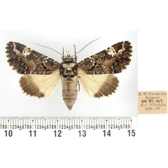 /filer/webapps/moths/media/images/M/marshalli_Pseudotolna_AF_BMNH.jpg