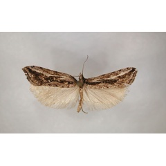 /filer/webapps/moths/media/images/S/saurodoxa_Hypsidracon_LT_RMCA_01.jpg