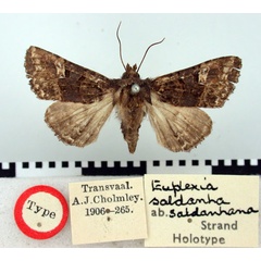 /filer/webapps/moths/media/images/S/saldanhana_Euplexia_HT_BMNH.jpg