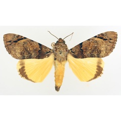 /filer/webapps/moths/media/images/V/variegata_Ulotrichopus_AM_TMSA_01.jpg