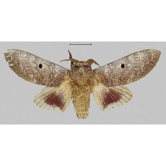 /filer/webapps/moths/media/images/A/abigailae_Dinometa_HT_NHMUK.jpg