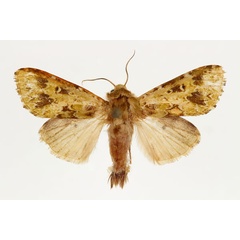 /filer/webapps/moths/media/images/P/paulis_Nyodes_PT_RMCA.jpg