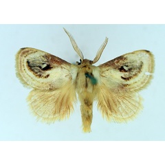 /filer/webapps/moths/media/images/R/rotundata_Semibirthama_AM_TMSA_01.jpg
