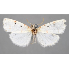 /filer/webapps/moths/media/images/N/nyasica_Cyana_LT_BMNH.jpg