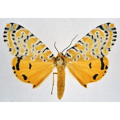 /filer/webapps/moths/media/images/A/amanda_Alytarchia_AM_NHMO.jpg