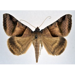 /filer/webapps/moths/media/images/M/mayeri_Mocis_AM_NHMO.jpg