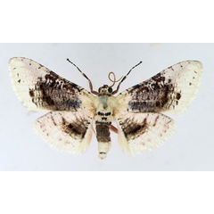 /filer/webapps/moths/media/images/S/sordidula_Rhodoneura_AM_TMSA.jpg