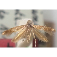 /filer/webapps/moths/media/images/V/villiersi_Opogona_AT_MNHN.jpg
