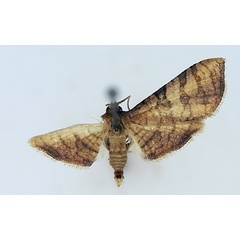 /filer/webapps/moths/media/images/C/carcealis_Hapana_AF_TMSA.jpg