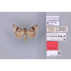 /filer/webapps/moths/media/images/M/molybdina_Plusia_PTM_BMNH_01a.jpg