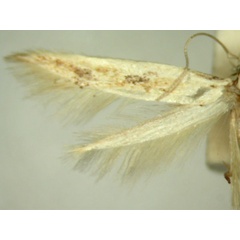 /filer/webapps/moths/media/images/I/iocharis_Trachydora_HT840_TMSA_03.jpg