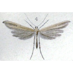 /filer/webapps/moths/media/images/A/angustus_Lioptilus_HT_Walsingham_3-4.jpg