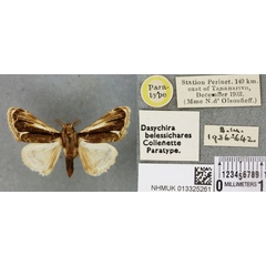 /filer/webapps/moths/media/images/B/belessichares_Dasychira_PTM_BMNH_03a.jpg