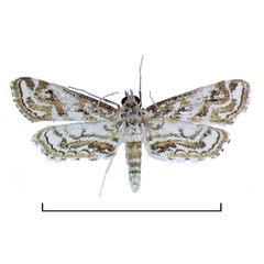 /filer/webapps/moths/media/images/D/diminutalis_Parapoynx_AM_BMNH.jpg