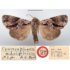 /filer/webapps/moths/media/images/A/adelphica_Craniophora_HT_BMNH.jpg