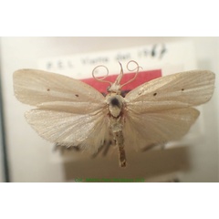 /filer/webapps/moths/media/images/A/agathopella_Odites_HT_MNHN.jpg