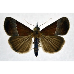 /filer/webapps/moths/media/images/L/laetalis_Hypena_A_NHMO.jpg