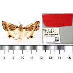/filer/webapps/moths/media/images/Z/zaza_Anumeta_PTM_BMNH_01.jpg