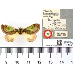 /filer/webapps/moths/media/images/H/hexamitobalia_Parasa_HT_BMNH.jpg