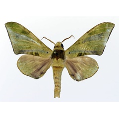 /filer/webapps/moths/media/images/T/tanzanica_Chloroclanis_AM_Basquin.jpg