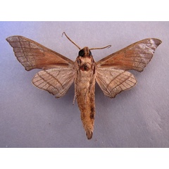 /filer/webapps/moths/media/images/A/andosa_Polyptychus_A_Baron_02.jpg