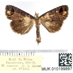 /filer/webapps/moths/media/images/S/sticticraspis_Bocula_AM_BMNH.jpg