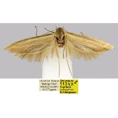 /filer/webapps/moths/media/images/B/budongensis_Scythris_HT_BMNH_wUtSS42.jpg