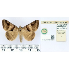 /filer/webapps/moths/media/images/D/diffundens_Hypaetra_HT_BMNH.jpg