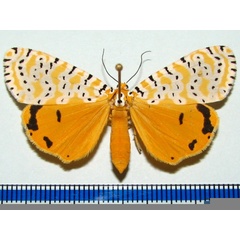 /filer/webapps/moths/media/images/L/leonina_Alytarchia_A_Goff_02.jpg