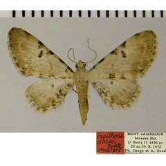 /filer/webapps/moths/media/images/D/dargei_Eupithecia_HT_ZSM.jpg