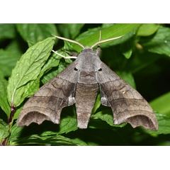 /filer/webapps/moths/media/images/G/grayii_Polyptychoides_AM_Schmit.jpg
