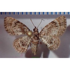 /filer/webapps/moths/media/images/N/nanula_Mesocolpia_AF_Bippus_02.jpg