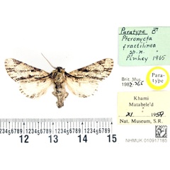 /filer/webapps/moths/media/images/F/fractilinea_Pteronycta_PTM_BMNH.jpg