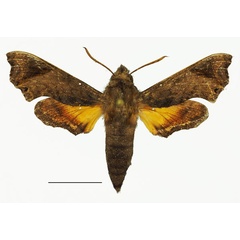 /filer/webapps/moths/media/images/L/latimargo_Temnora_AM_Basquina.jpg