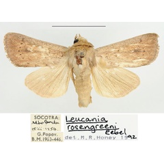 /filer/webapps/moths/media/images/D/diopis_Mythimna_AM_BMNH.jpg