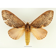 /filer/webapps/moths/media/images/L/lanceolata_Filiola_AF_Basquin_01.jpg
