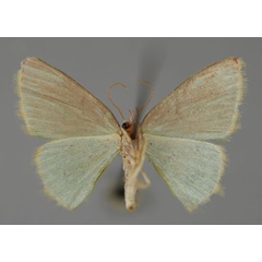 /filer/webapps/moths/media/images/S/subsimplex_Comostolopsis_A_ZSM_02.jpg
