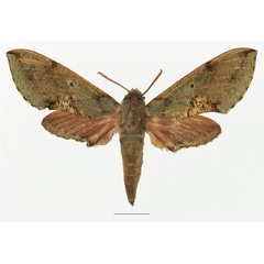 /filer/webapps/moths/media/images/M/moorei_Hippotion_AF_Basquin_02a.jpg