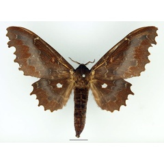 /filer/webapps/moths/media/images/K/knoblauchii_Mimopacha_AF_Basquin_03.jpg