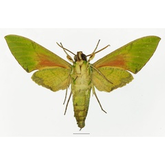 /filer/webapps/moths/media/images/A/asiatica_Euchloron_AM_Basquinb.jpg
