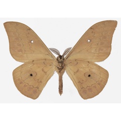 /filer/webapps/moths/media/images/F/fusca_Aurivillius_AM_Basquinb.jpg