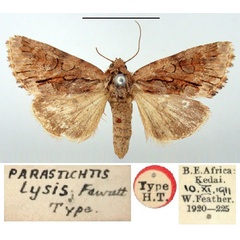 /filer/webapps/moths/media/images/L/lysis_Parastichtis_HT_BMNH.jpg